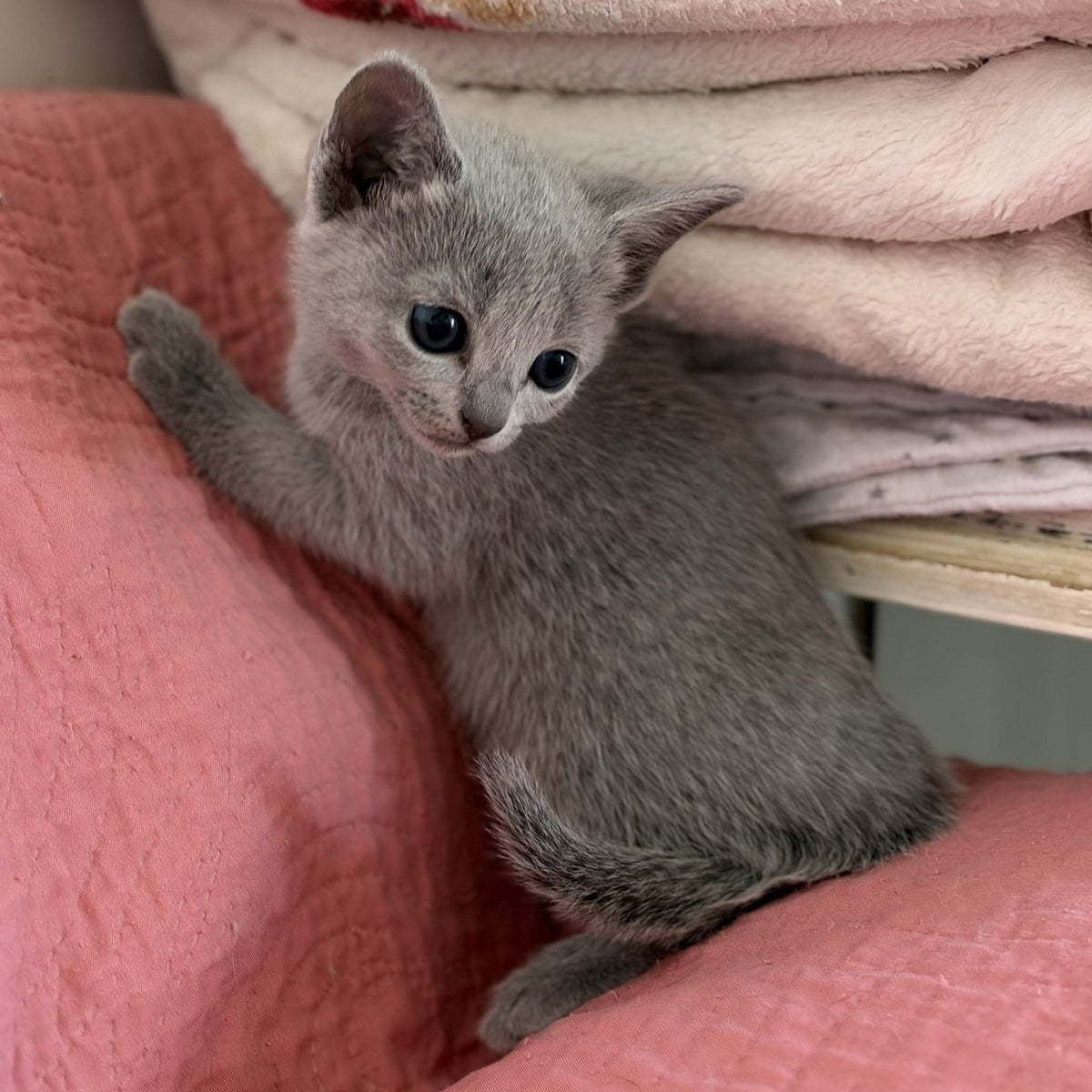 Nina Russian Blue female, blue