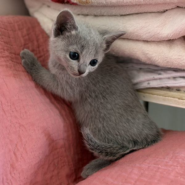Nina Russian Blue female, blue