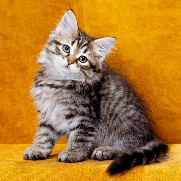 Kazimir Siberian male, black spotted tabby
