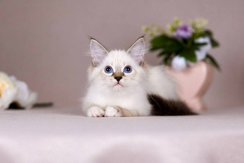Galaxy Siberian female blue with white tabby pointed - live animals