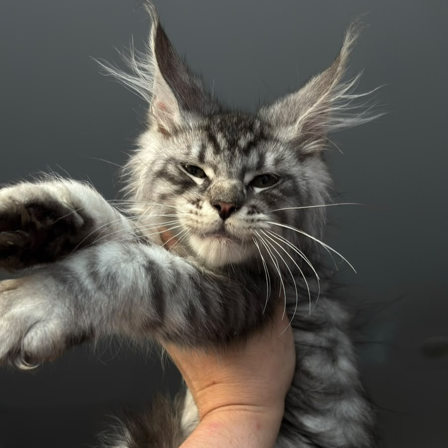 Daiquiri Maine Coon male, black silver spotted tabby