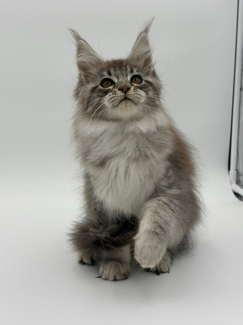 Katu Maine Coon male black silver tabby - live animals