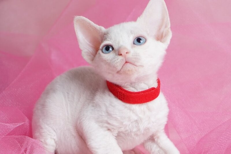 Naitiri Devon Rex female white - live animals