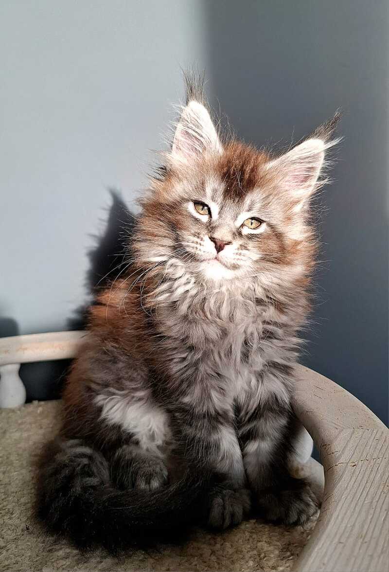 Flora Maine Coon female black silver ticked tabby - live animals