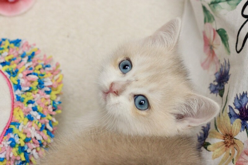 Venus British Shorthair male, blue golden chinchilla