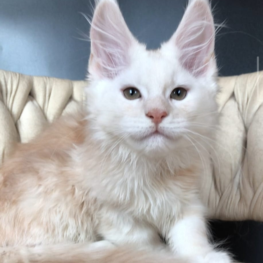 Endi Maine Coon male, red silver