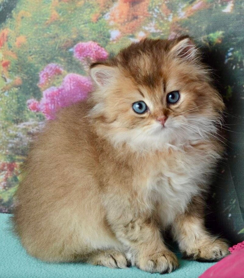 Sultan British Longhair male black golden shaded - live animals