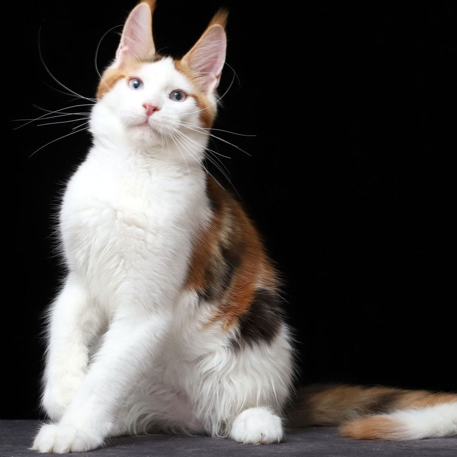 Sienna Maine Coon female, black tortie tabby bicolour