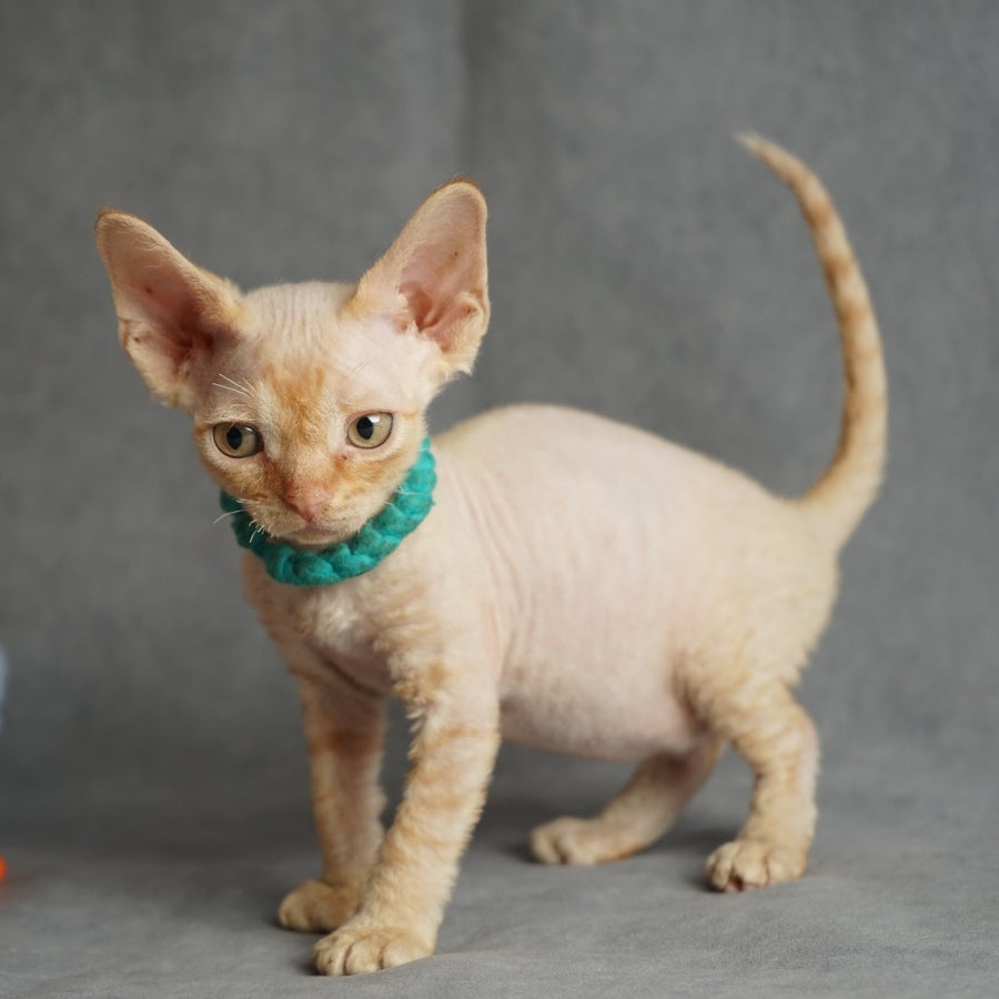 Pikachu Devon Rex male, red