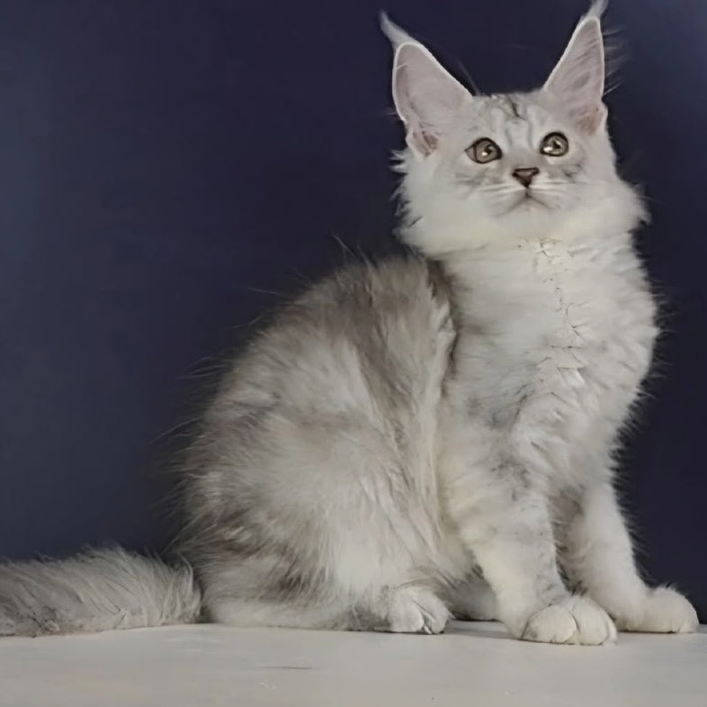 Oscar Maine Coon male, black silver tabby
