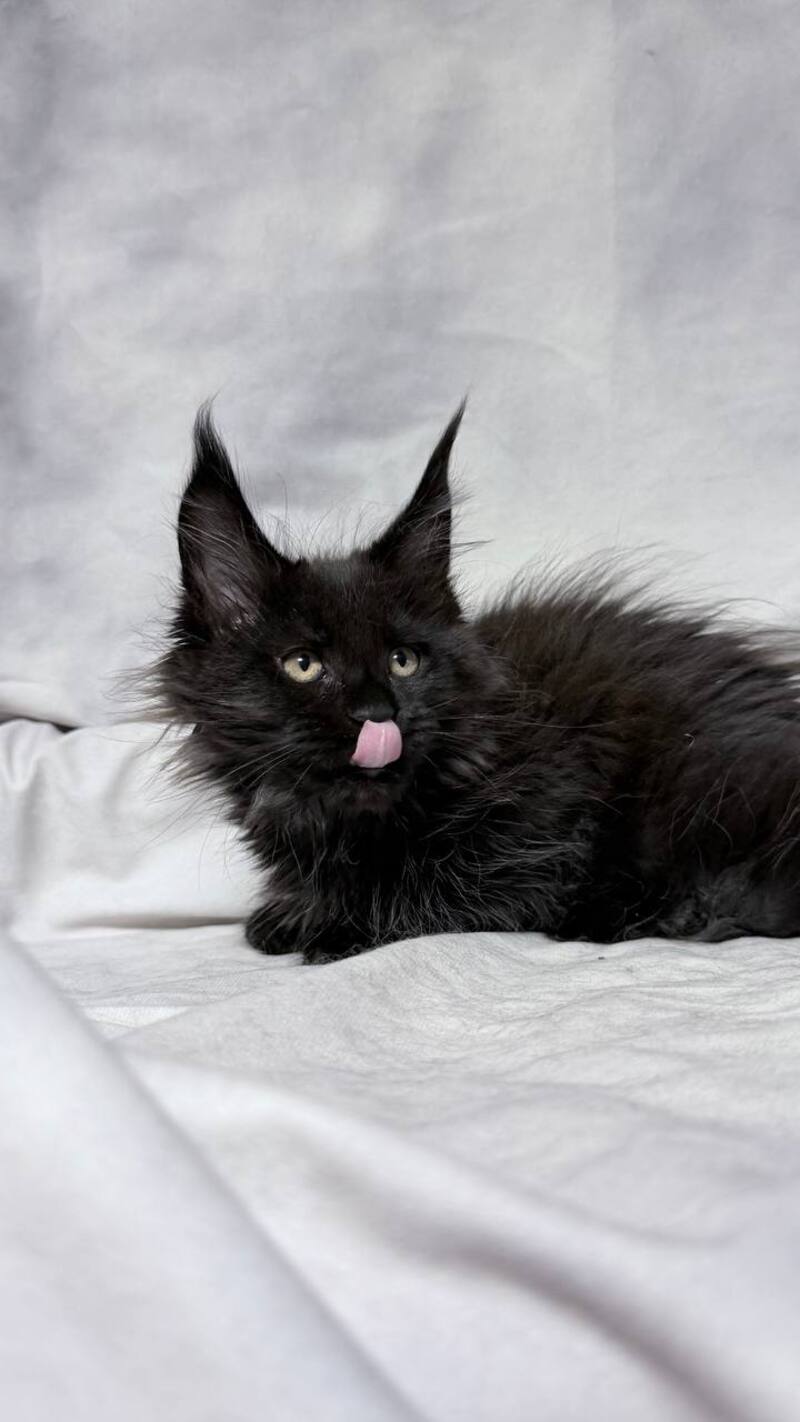 Galatea Maine Coon female, black with white