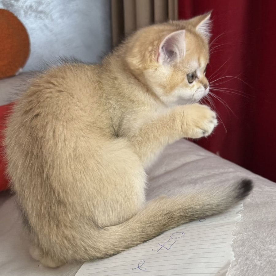 Elvira Scottish Straight female, black golden shaded