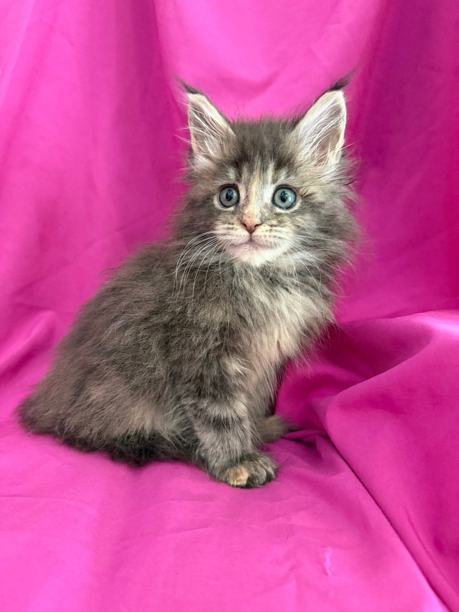Wanessa Maine Coon female black tortie tabby live animals