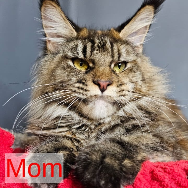 Potap Maine Coon male, black