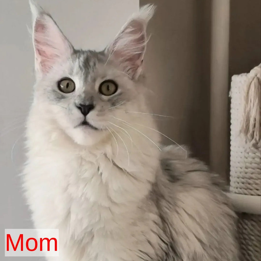 Elisa Maine Coon female, black silver tabby