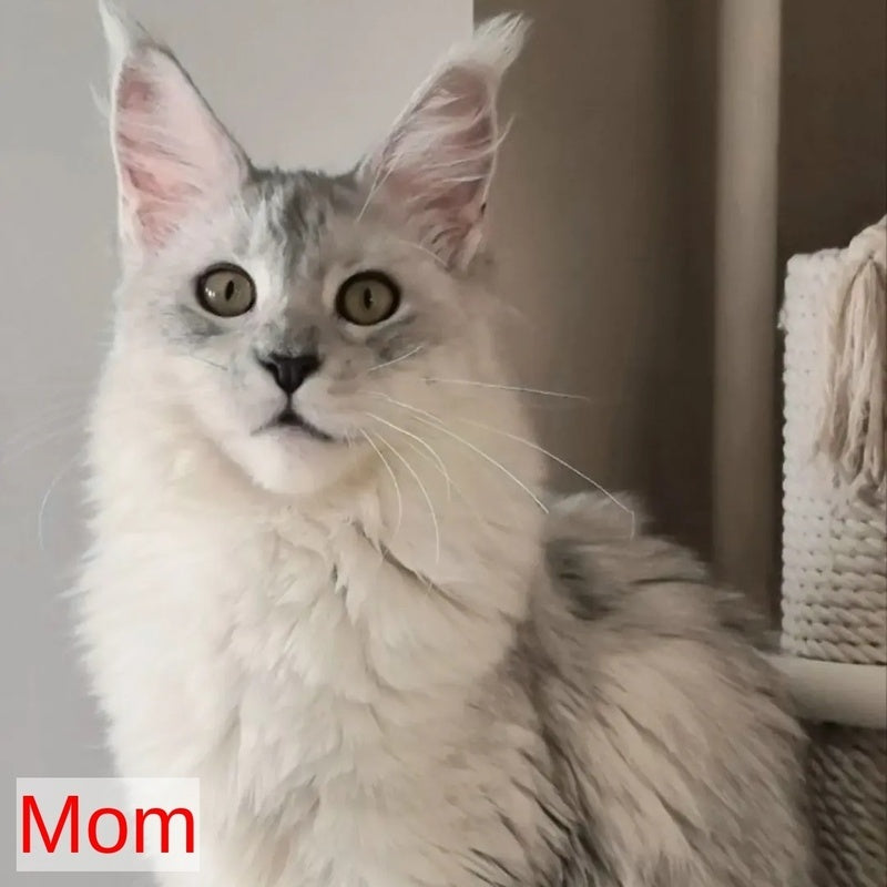 Eveta Maine Coon female, black silver tabby