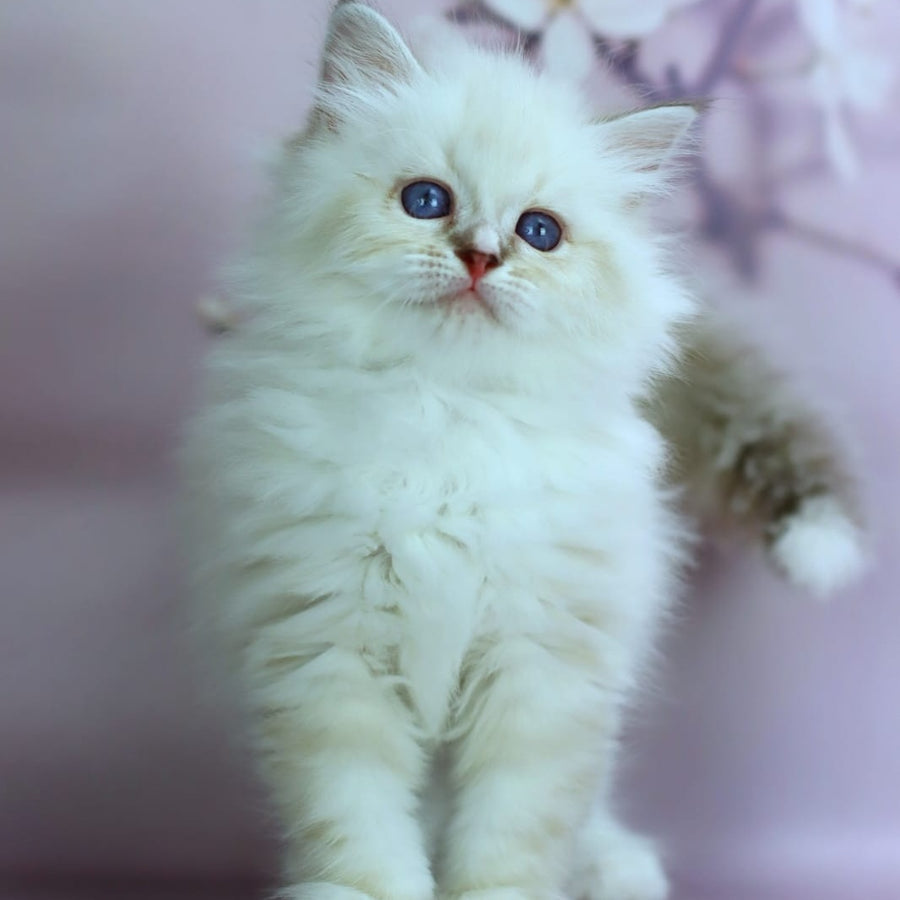 Gala Siberian female, black silver with white tabby pointed