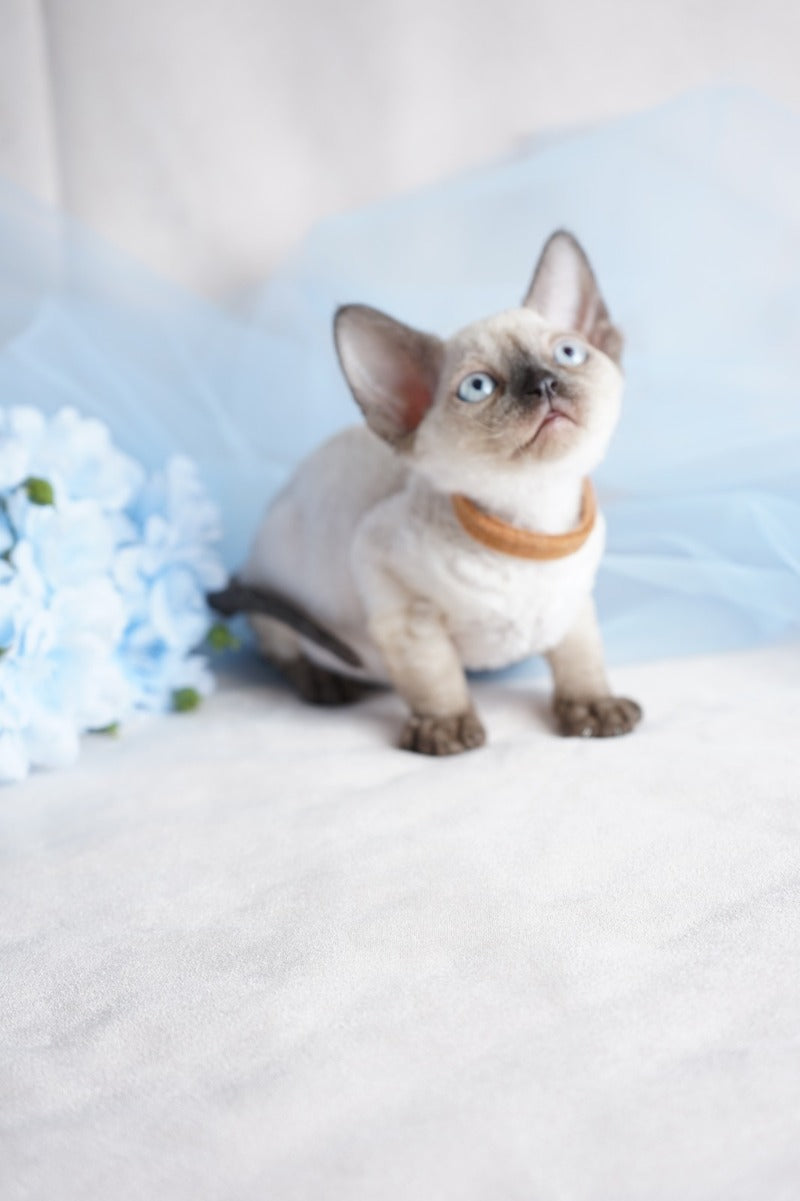 Oreo Devon Rex male, black pointed