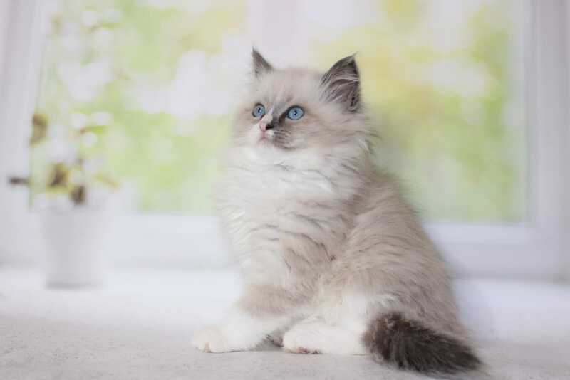 Nekole Siberian female blue pointed bicolour - live animals