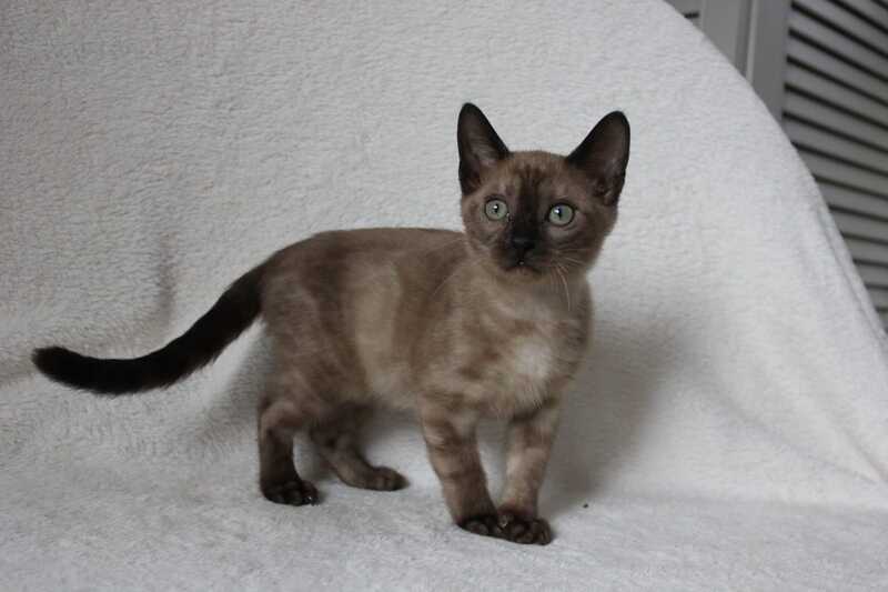 Nutella Bengal female, black pointed