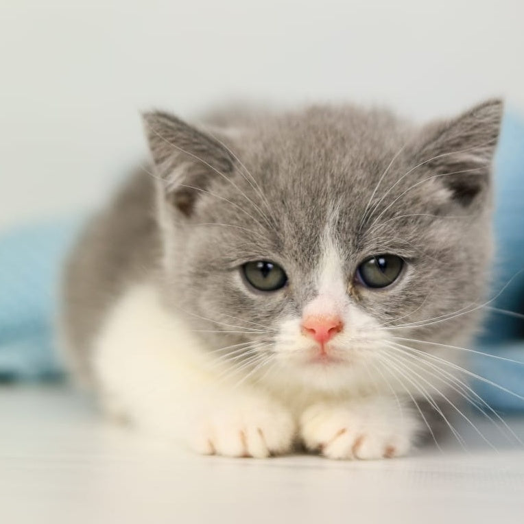 Paula British Shorthair female, blue bicolour