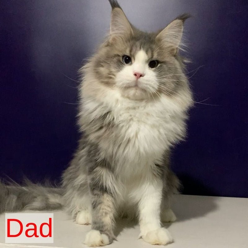 Quim Maine Coon male, black silver tabby with white