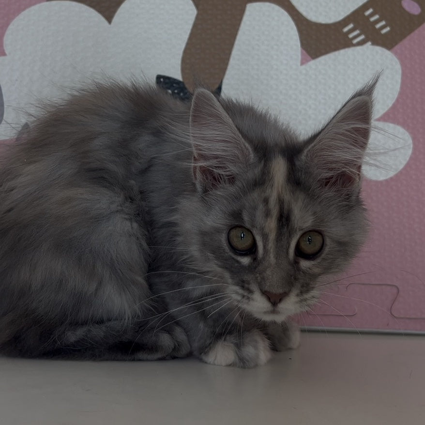 Tiffany Maine Coon female, black tortie silver