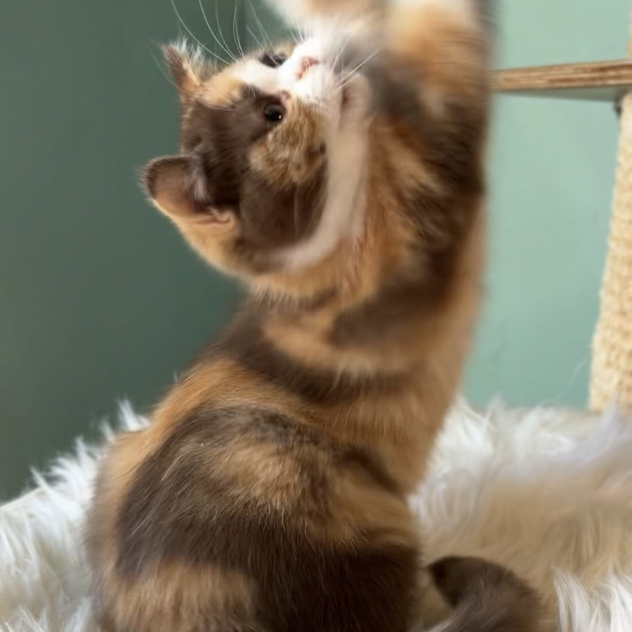 Enigma British Shorthair female, chocolate tortie bicolour