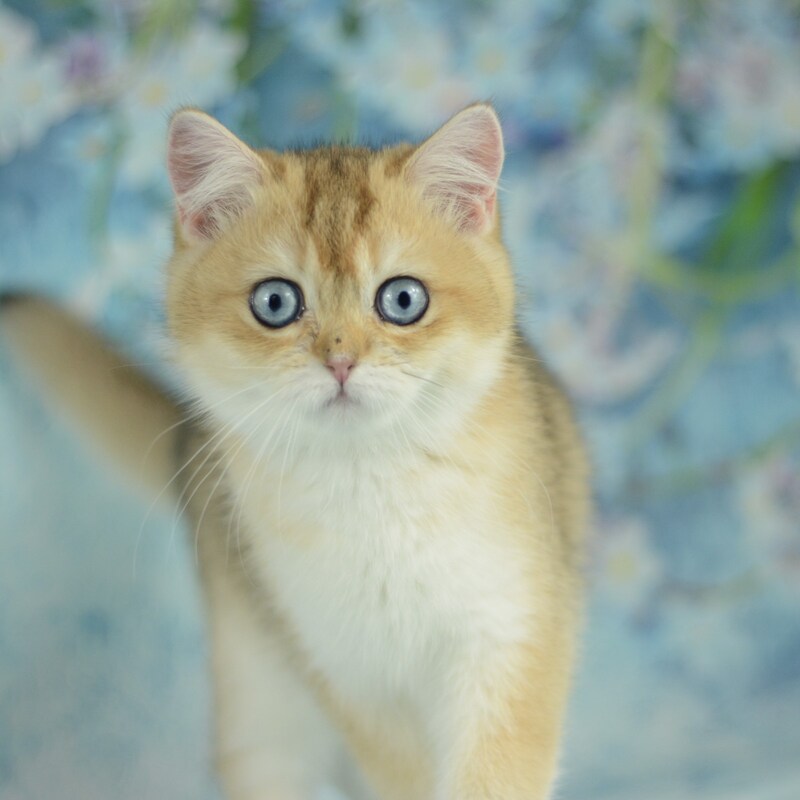 Diana British Shorthair female, black golden shaded with white