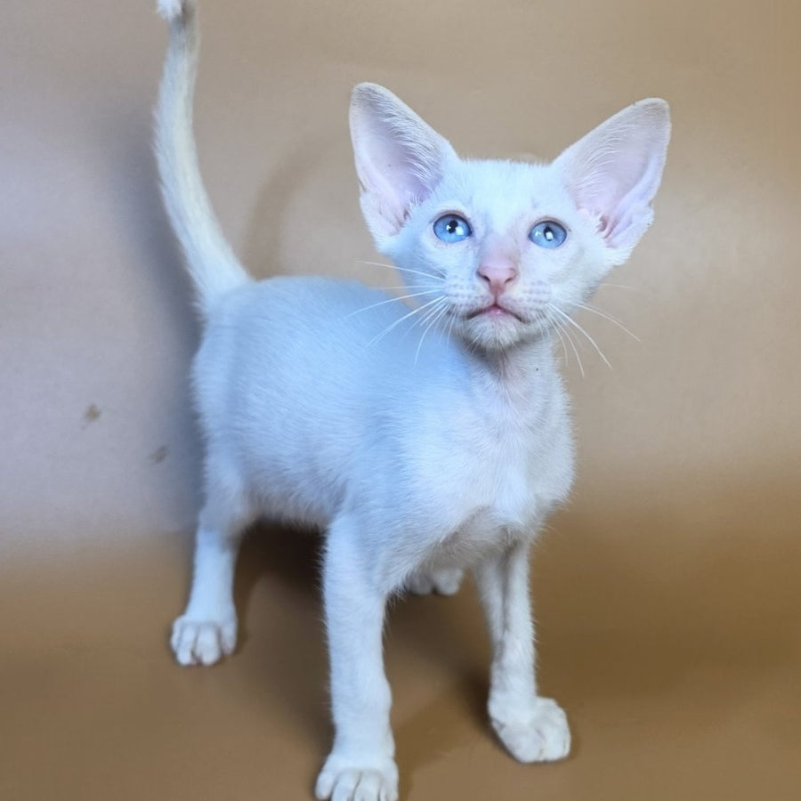 Draco Siamese male, red