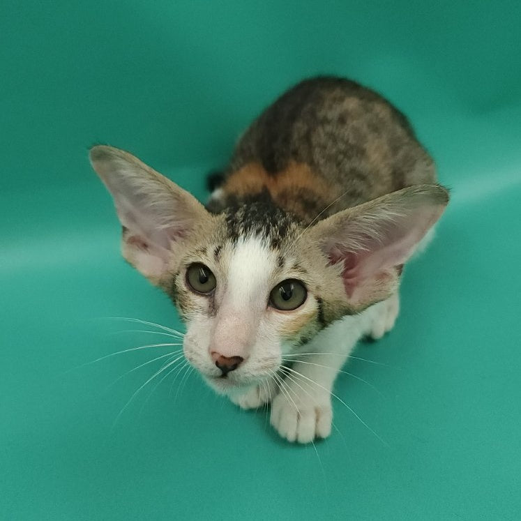Valery Oriental Shorthair female, black tortie bicolour spotted tabby