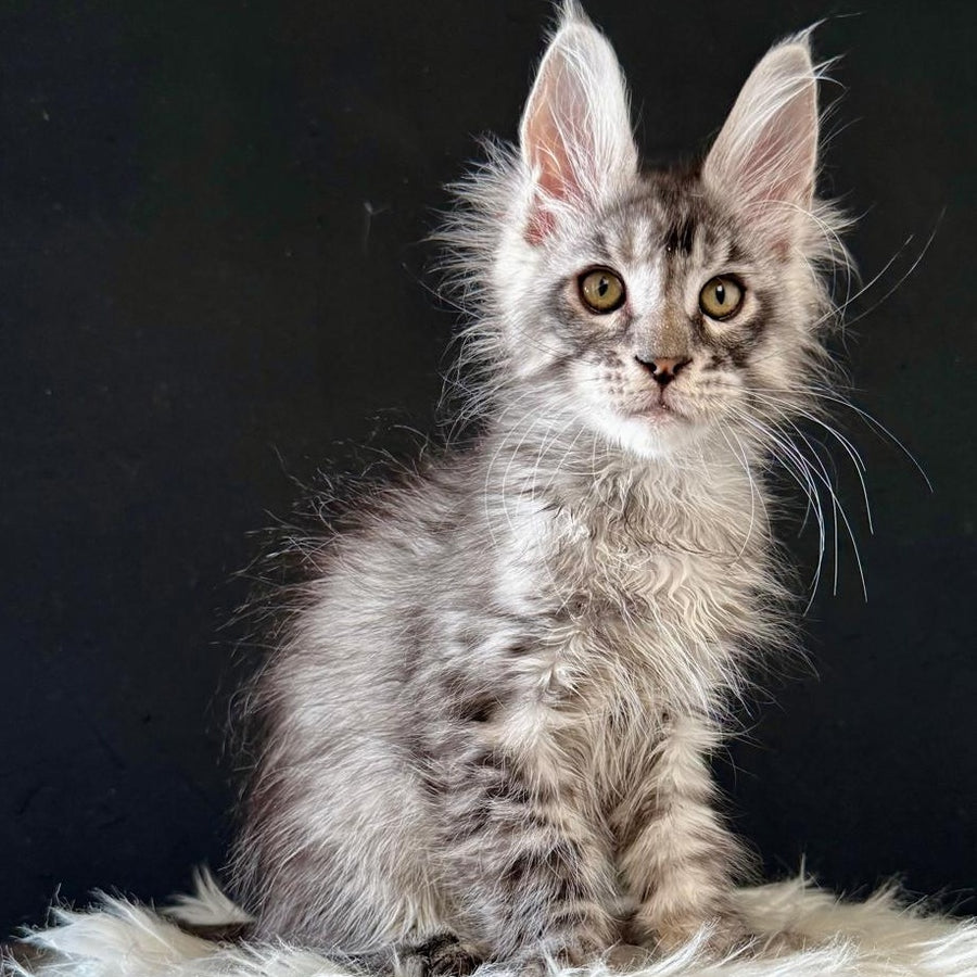 Lans Maine Coon male, black silver tabby