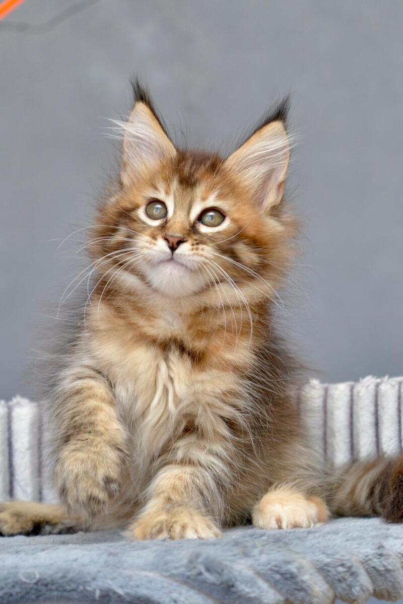 Vanilla Maine Coon female black tortie with white tabby live animals