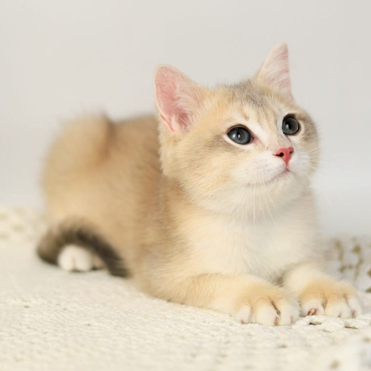 Samuel British Shorthair male, blue golden chinchilla
