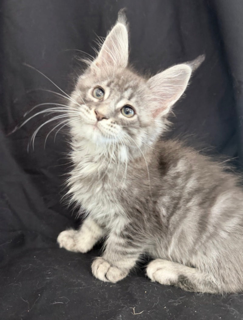 Zangi de Ziro Maine Coon male, blue silver tabby