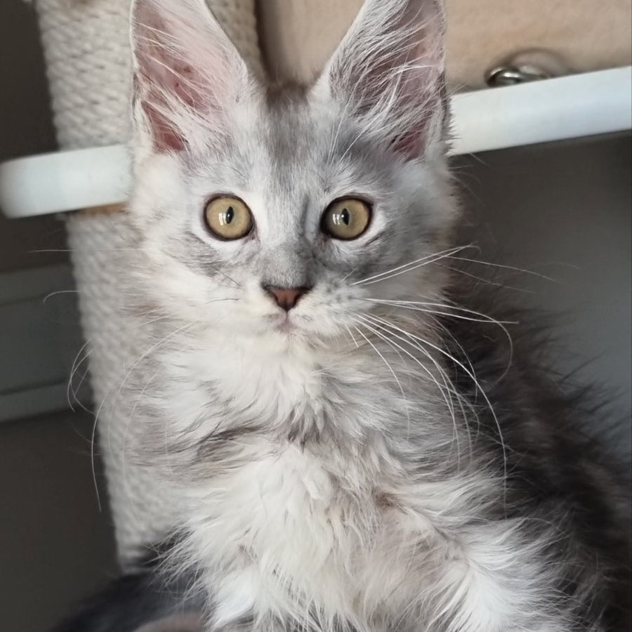 Elisa Maine Coon female, black silver tabby
