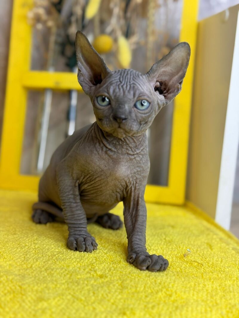 Gucci Canadian Sphynx male, blue