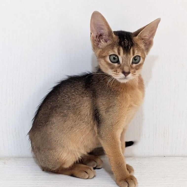 Gerda Abyssinian female, black