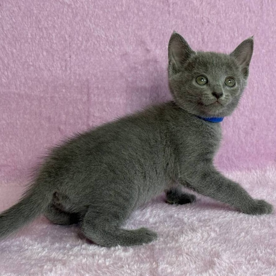 Leona Russian Blue female, blue