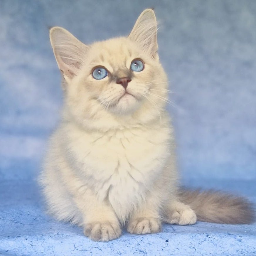 Fadey Siberian male, blue tabby pointed