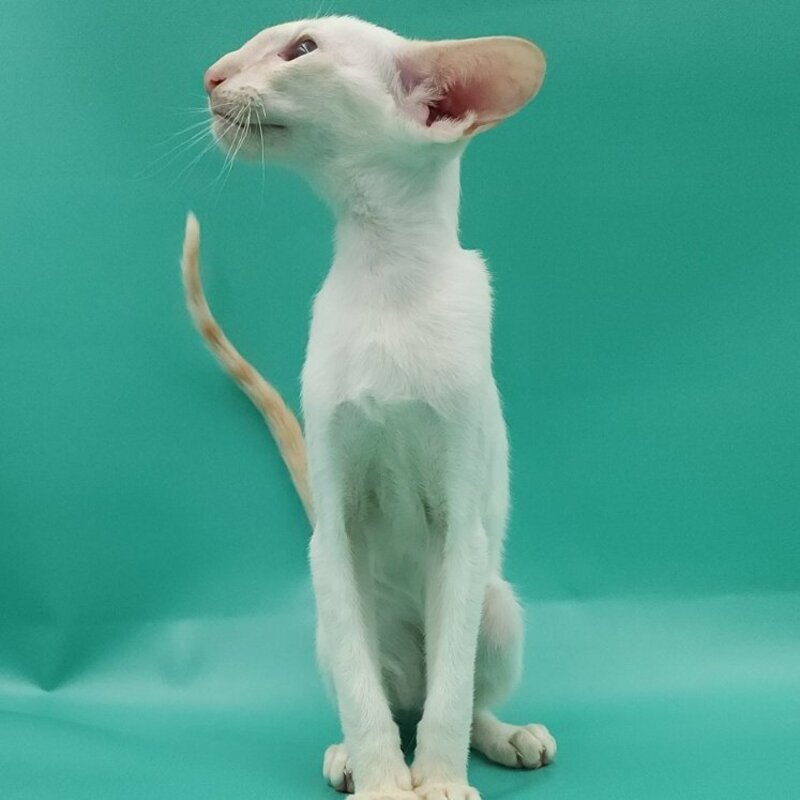 Pushan Siamese male, cream
