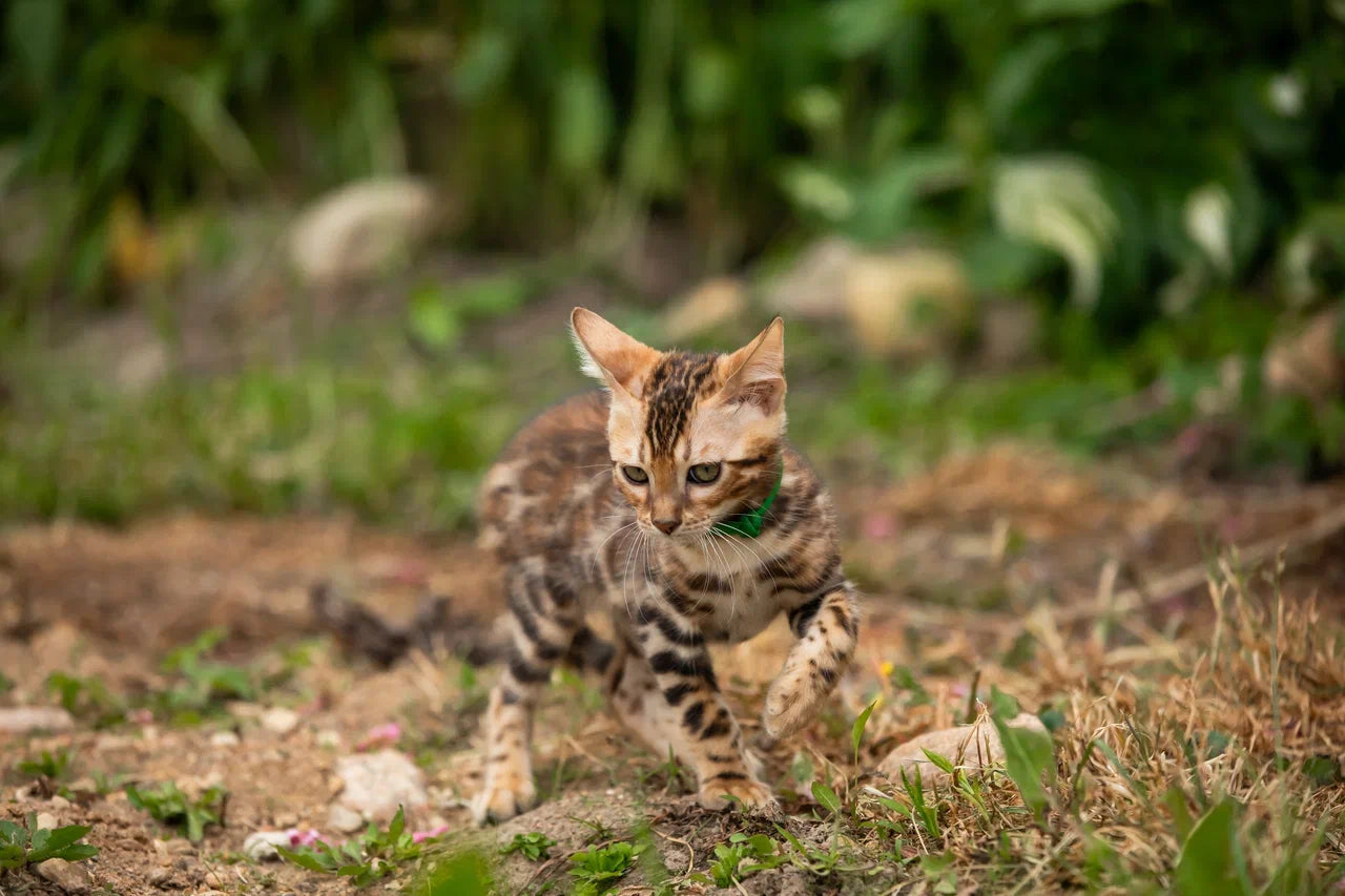 Boss Bengal male, black spotted tabby
