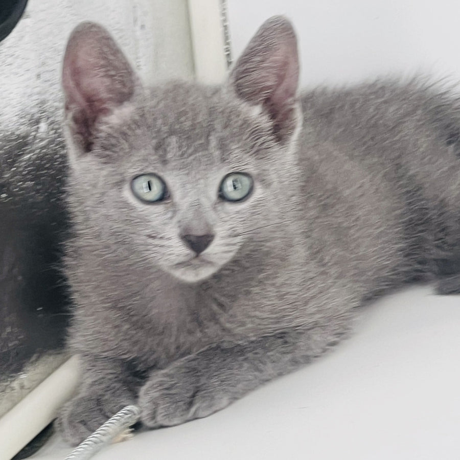 Aster Russian Blue male, blue