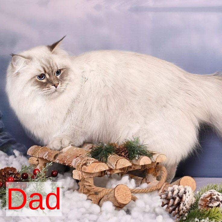 Ponchik Siberian male, red harlequin spotted tabby