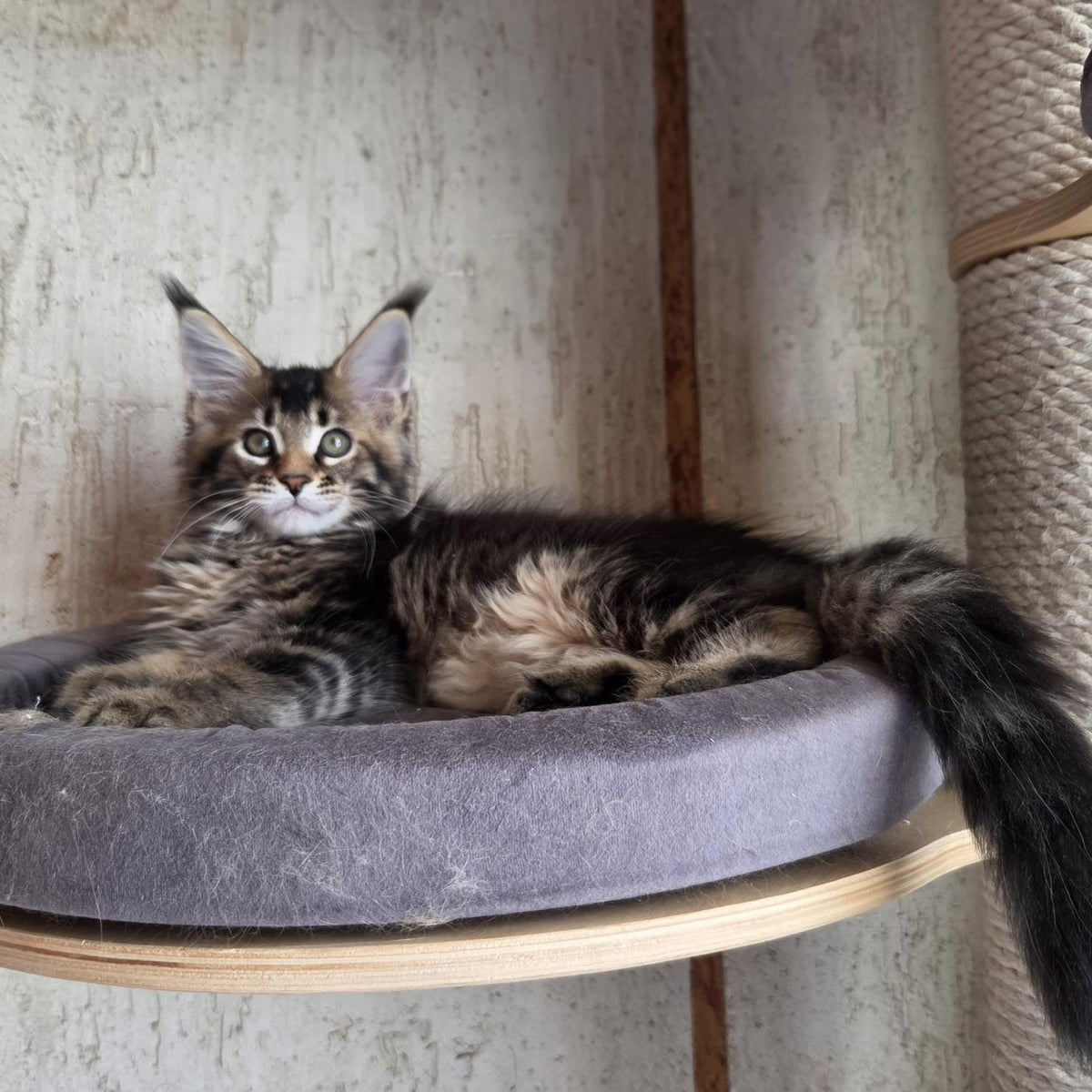 Radimir Maine Coon male, black ticked tabby