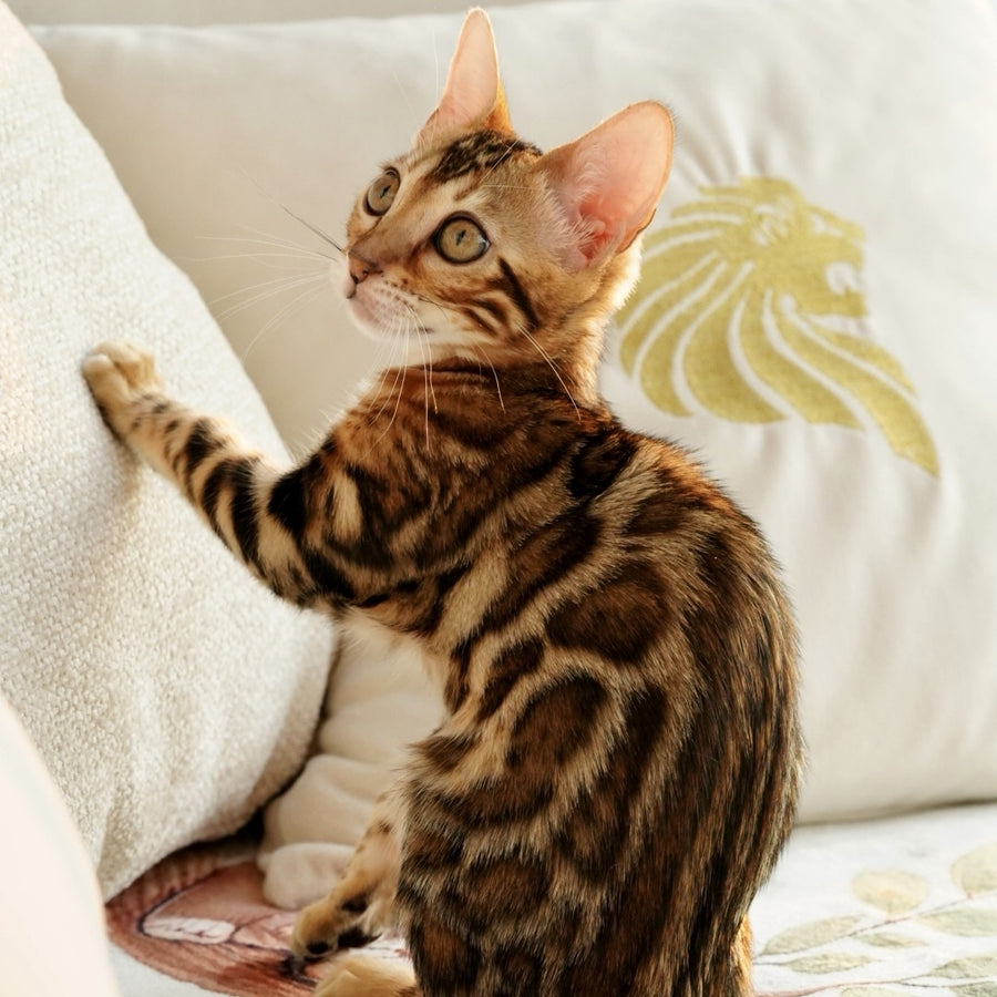 Chanel Bengal female, black spotted tabby