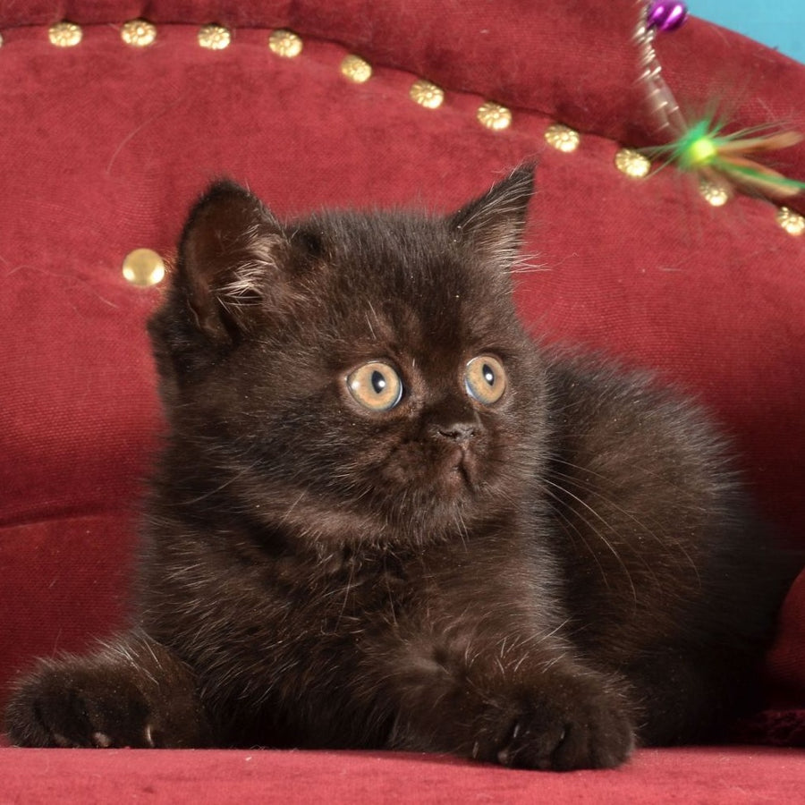 Irma Scottish Straight female, black