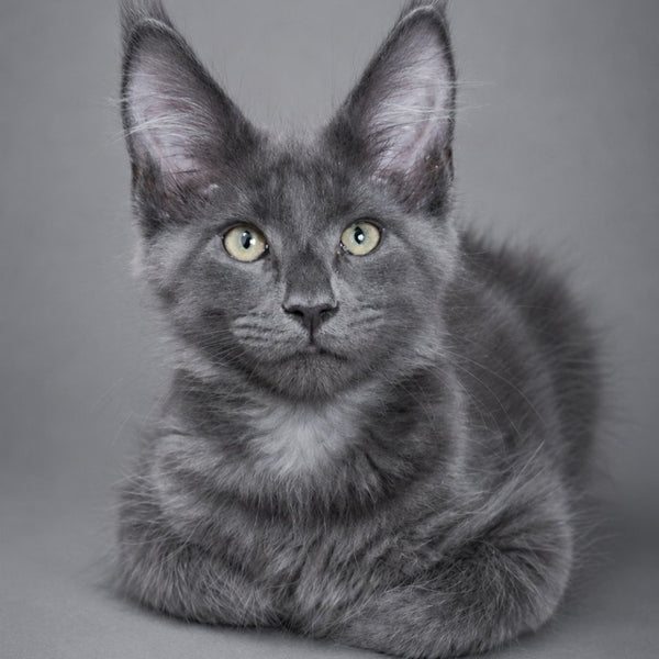 Blue Titan Maine Coon male, blue silver