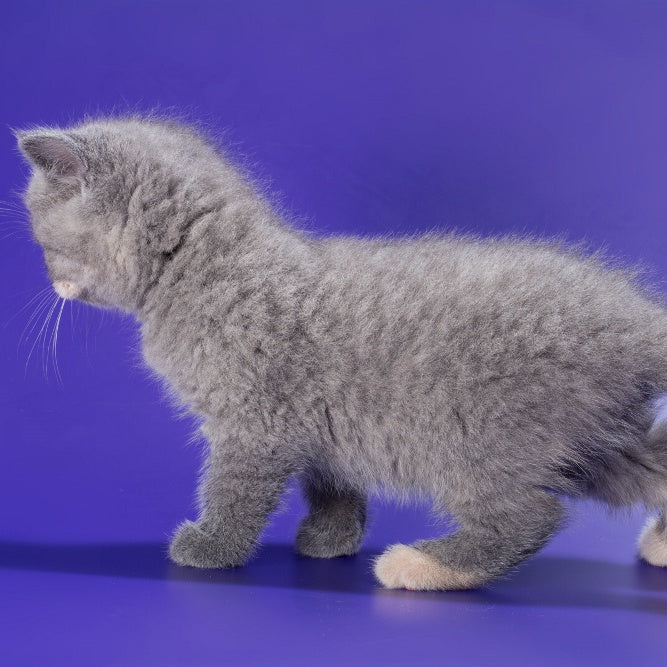 Queenie British Shorthair male, blue tortie