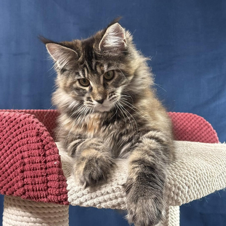 Calina Maine Coon female, black tortie tabby